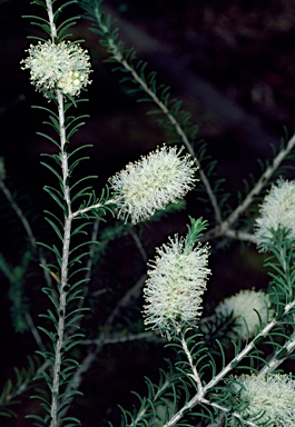 APII jpeg image of Melaleuca striata  © contact APII