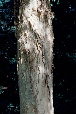 APII jpeg image of Melaleuca styphelioides  © contact APII