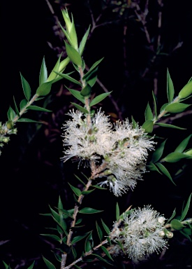 APII jpeg image of Melaleuca styphelioides  © contact APII