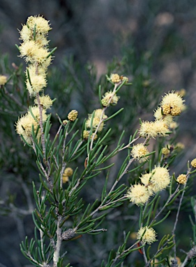 APII jpeg image of Melaleuca thapsina  © contact APII