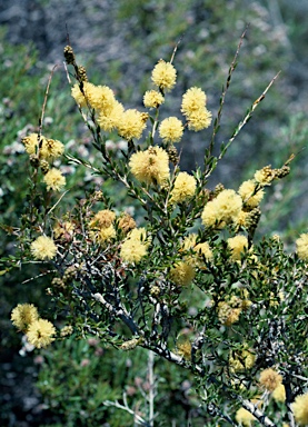 APII jpeg image of Melaleuca thymoides  © contact APII