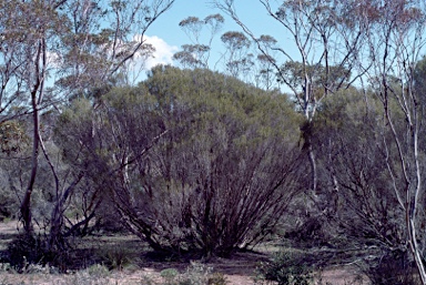 APII jpeg image of Melaleuca uncinata  © contact APII