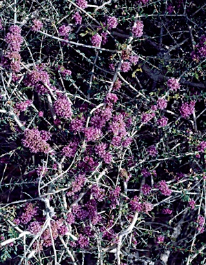 APII jpeg image of Melaleuca violacea  © contact APII