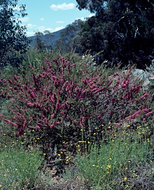 APII jpeg image of Melaleuca wilsonii  © contact APII