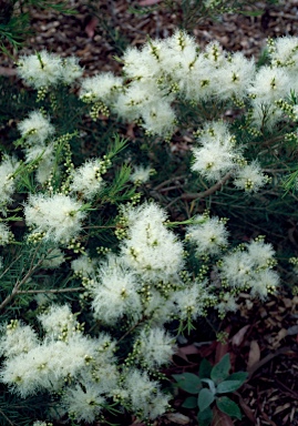 APII jpeg image of Melaleuca linariifolia 'Seafoam'  © contact APII