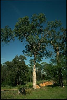 APII jpeg image of Eucalyptus baueriana  © contact APII