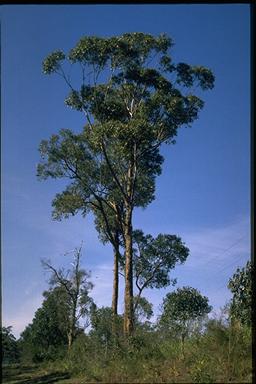 APII jpeg image of Eucalyptus botryoides  © contact APII