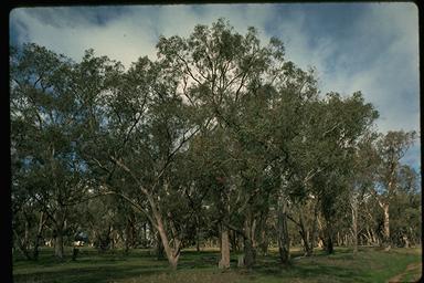 APII jpeg image of Eucalyptus conica  © contact APII