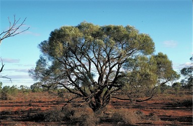 APII jpeg image of Acacia burkittii  © contact APII