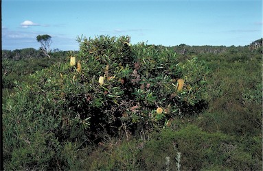 APII jpeg image of Banksia aemula  © contact APII