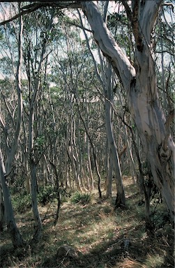 APII jpeg image of Eucalyptus pauciflora  © contact APII