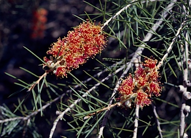 APII jpeg image of Callistemon brachyandrus  © contact APII