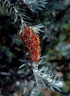 APII jpeg image of Callistemon brachyandrus  © contact APII