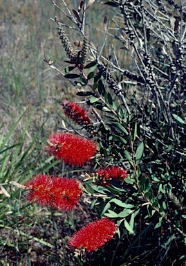 APII jpeg image of Callistemon citrinus  © contact APII