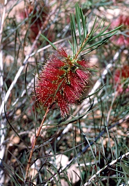 APII jpeg image of Callistemon linearis  © contact APII