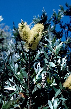 APII jpeg image of Callistemon pallidus  © contact APII