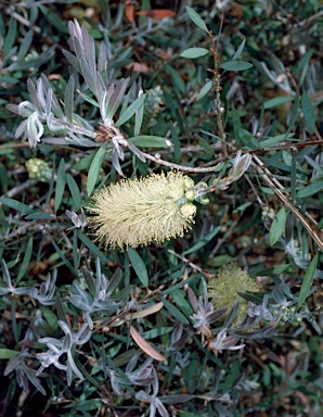 APII jpeg image of Callistemon pallidus  © contact APII