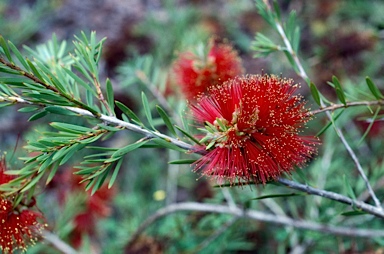 APII jpeg image of Callistemon pearsonii  © contact APII