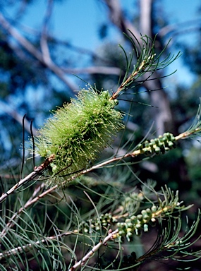 APII jpeg image of Callistemon pinifolius  © contact APII