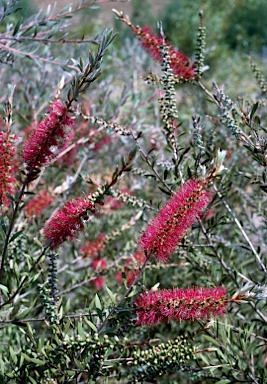 APII jpeg image of Callistemon pungens  © contact APII