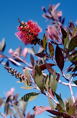 APII jpeg image of Callistemon polandii 'Byfield'  © contact APII