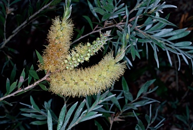 APII jpeg image of Callistemon pallidus 'Candle Glow'  © contact APII