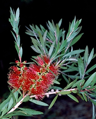 APII jpeg image of Callistemon 'Kempsey'  © contact APII