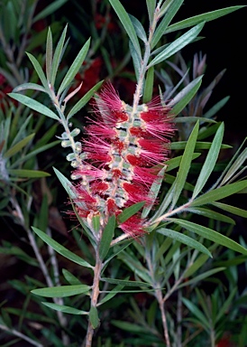 APII jpeg image of Callistemon 'McIntoshii'  © contact APII