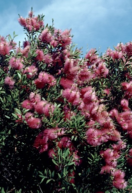 APII jpeg image of Callistemon polandii 'Peak Downs'  © contact APII