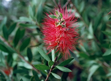 APII jpeg image of Callistemon citrinus 'Splendens'  © contact APII