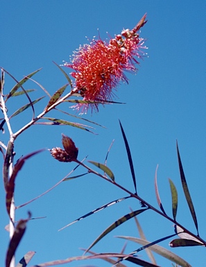 APII jpeg image of Callistemon 'Winton'  © contact APII