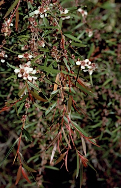 APII jpeg image of Leptospermum amboinense  © contact APII