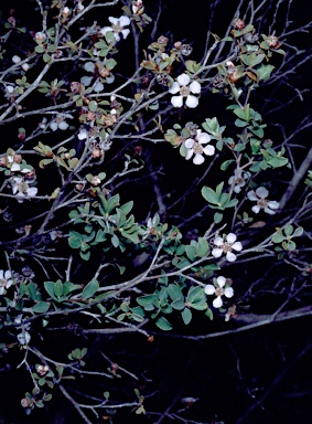 APII jpeg image of Leptospermum erubescens  © contact APII