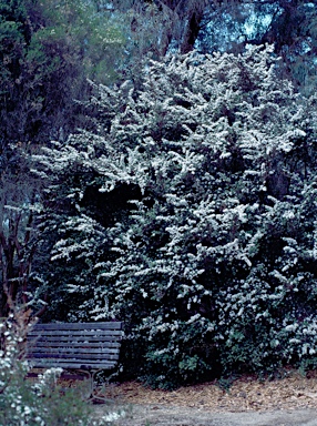 APII jpeg image of Leptospermum grandifolium  © contact APII