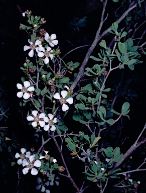 APII jpeg image of Leptospermum nitens  © contact APII