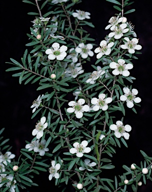 APII jpeg image of Leptospermum polygalifolium subsp. cismontanum  © contact APII