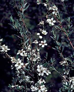 APII jpeg image of Leptospermum polygalifolium subsp. montanum  © contact APII