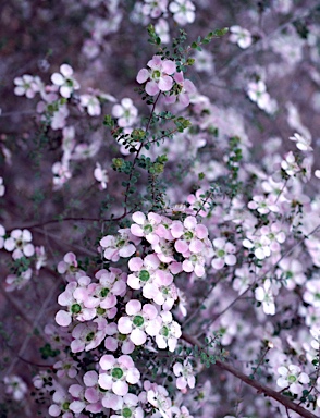 APII jpeg image of Leptospermum rotundifolium  © contact APII