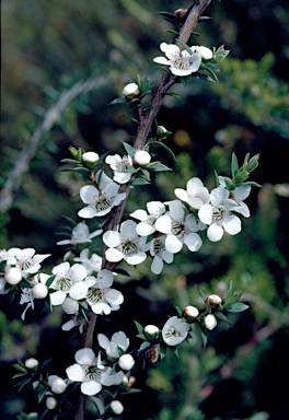 APII jpeg image of Leptospermum scoparium  © contact APII