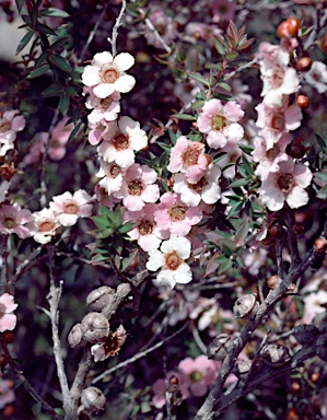 APII jpeg image of Leptospermum squarrosum  © contact APII