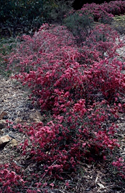 APII jpeg image of Leptospermum 'Merinda'  © contact APII