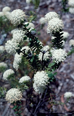 APII jpeg image of Pimelea lehmanniana subsp. lehmanniana  © contact APII