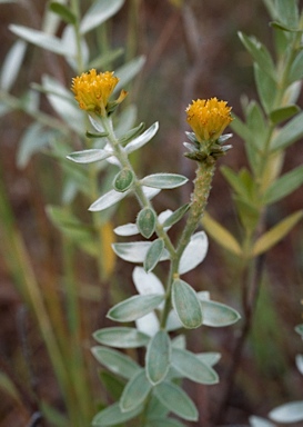 APII jpeg image of Pimelea amabilis  © contact APII