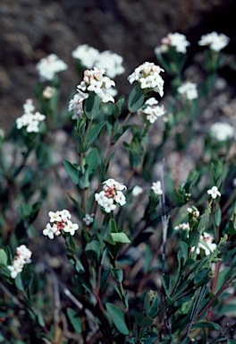 APII jpeg image of Pimelea spicata  © contact APII