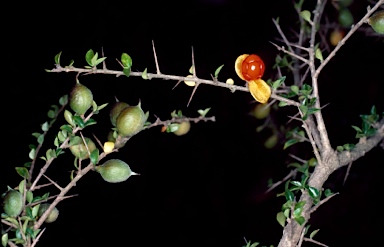 APII jpeg image of Pittosporum oreillyanum  © contact APII