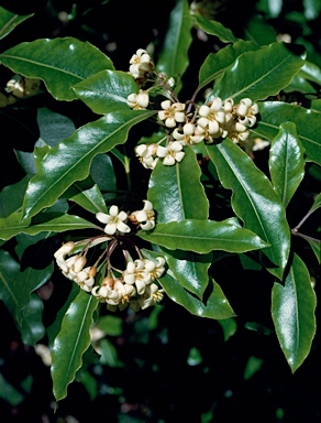 APII jpeg image of Pittosporum undulatum  © contact APII