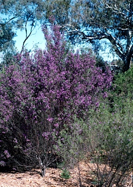 APII jpeg image of Prostanthera latifolia  © contact APII