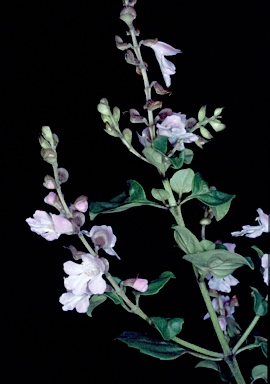 APII jpeg image of Prostanthera prunelloides  © contact APII