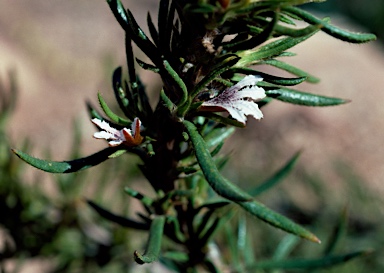 APII jpeg image of Scaevola repens  © contact APII