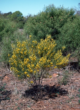 APII jpeg image of Senna artemisioides subsp. x coriacea  © contact APII